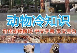 (6312期)外面卖1699的国外纪录片解说(动物解说、美食、动画片)稳过中视频-优优云创网