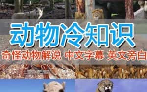 外面卖1699的国外纪录片解说(动物解说、美食、动画片)稳过中视频-优优云创网