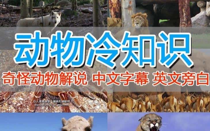 外面卖1699的国外纪录片解说（动物解说、美食、动画片）稳过中视频